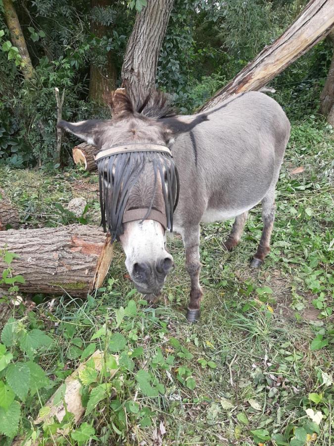 مبيت وإفطار Veuves Les Deux Anes المظهر الخارجي الصورة